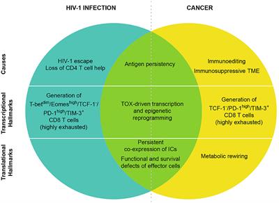 Cancer and HIV-1 Infection: Patterns of Chronic Antigen Exposure